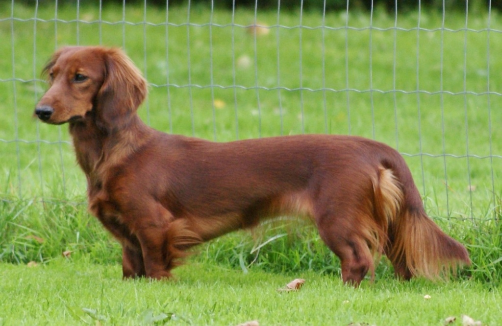Gabby